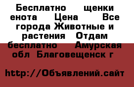 Бесплатно !!! щенки енота!! › Цена ­ 1 - Все города Животные и растения » Отдам бесплатно   . Амурская обл.,Благовещенск г.